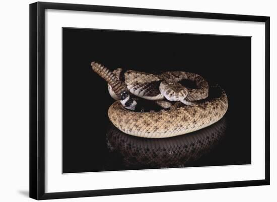 Western Diamondback Rattlesnake-DLILLC-Framed Photographic Print