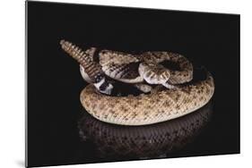 Western Diamondback Rattlesnake-DLILLC-Mounted Photographic Print