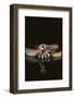 Western Diamondback Rattlesnake-DLILLC-Framed Photographic Print