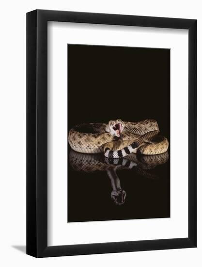 Western Diamondback Rattlesnake-DLILLC-Framed Photographic Print