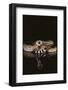 Western Diamondback Rattlesnake-DLILLC-Framed Photographic Print