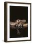 Western Diamondback Rattlesnake-DLILLC-Framed Photographic Print