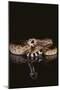 Western Diamondback Rattlesnake-DLILLC-Mounted Photographic Print