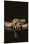 Western Diamondback Rattlesnake-DLILLC-Mounted Photographic Print