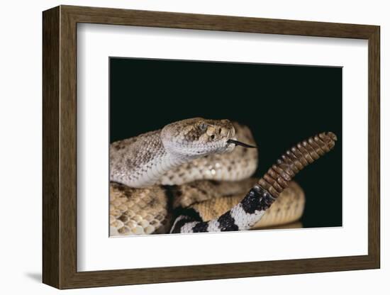 Western Diamondback Rattlesnake-DLILLC-Framed Photographic Print