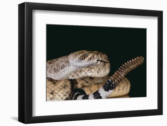 Western Diamondback Rattlesnake-DLILLC-Framed Photographic Print