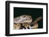 Western Diamondback Rattlesnake-DLILLC-Framed Photographic Print