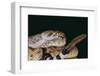 Western Diamondback Rattlesnake-DLILLC-Framed Photographic Print