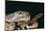 Western Diamondback Rattlesnake-DLILLC-Mounted Photographic Print