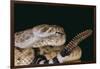 Western Diamondback Rattlesnake-DLILLC-Framed Photographic Print