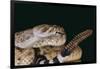 Western Diamondback Rattlesnake-DLILLC-Framed Photographic Print