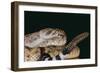 Western Diamondback Rattlesnake-DLILLC-Framed Photographic Print