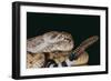 Western Diamondback Rattlesnake-DLILLC-Framed Photographic Print