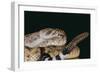 Western Diamondback Rattlesnake-DLILLC-Framed Photographic Print