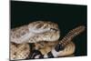 Western Diamondback Rattlesnake-DLILLC-Mounted Photographic Print