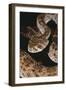 Western Diamondback Rattlesnake-DLILLC-Framed Photographic Print