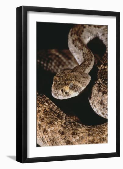 Western Diamondback Rattlesnake-DLILLC-Framed Photographic Print