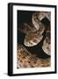 Western Diamondback Rattlesnake-DLILLC-Framed Photographic Print