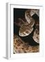 Western Diamondback Rattlesnake-DLILLC-Framed Photographic Print