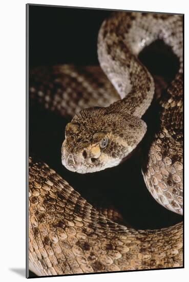 Western Diamondback Rattlesnake-DLILLC-Mounted Photographic Print