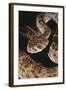 Western Diamondback Rattlesnake-DLILLC-Framed Photographic Print