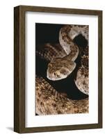 Western Diamondback Rattlesnake-DLILLC-Framed Photographic Print