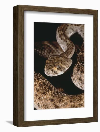 Western Diamondback Rattlesnake-DLILLC-Framed Photographic Print