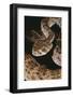 Western Diamondback Rattlesnake-DLILLC-Framed Photographic Print