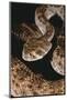 Western Diamondback Rattlesnake-DLILLC-Mounted Photographic Print