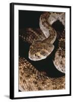 Western Diamondback Rattlesnake-DLILLC-Framed Photographic Print