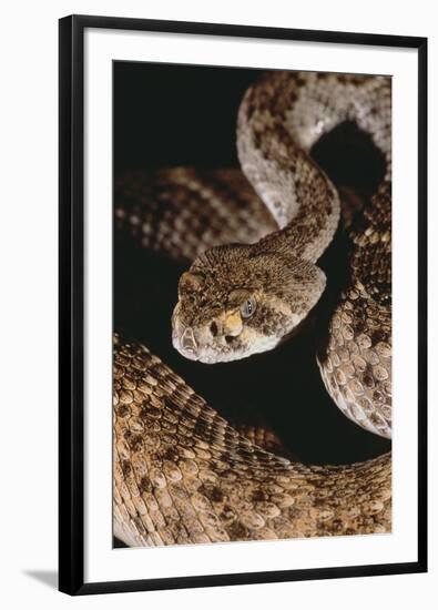 Western Diamondback Rattlesnake-DLILLC-Framed Photographic Print