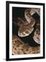 Western Diamondback Rattlesnake-DLILLC-Framed Photographic Print