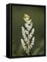 Western False Solomon's Seal (Maianthemum Racemosum), Glacier Nat'l Park, Montana, USA-James Hager-Framed Stretched Canvas