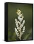 Western False Solomon's Seal (Maianthemum Racemosum), Glacier Nat'l Park, Montana, USA-James Hager-Framed Stretched Canvas