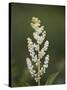 Western False Solomon's Seal (Maianthemum Racemosum), Glacier Nat'l Park, Montana, USA-James Hager-Stretched Canvas