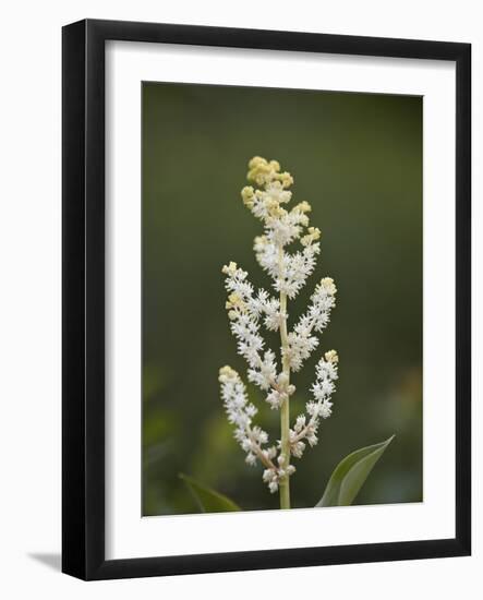 Western False Solomon's Seal (Maianthemum Racemosum), Glacier Nat'l Park, Montana, USA-James Hager-Framed Photographic Print