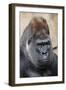 Western Gorilla in a zoo-Adam Jones-Framed Photographic Print