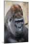 Western Gorilla in a zoo-Adam Jones-Mounted Photographic Print