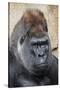 Western Gorilla in a zoo-Adam Jones-Stretched Canvas