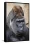 Western Gorilla in a zoo-Adam Jones-Framed Stretched Canvas