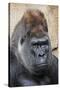 Western Gorilla in a zoo-Adam Jones-Stretched Canvas