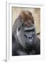 Western Gorilla in a zoo-Adam Jones-Framed Photographic Print