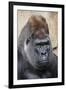 Western Gorilla in a zoo-Adam Jones-Framed Photographic Print