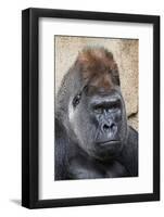 Western Gorilla in a zoo-Adam Jones-Framed Photographic Print