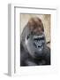 Western Gorilla in a zoo-Adam Jones-Framed Photographic Print