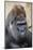 Western Gorilla in a zoo-Adam Jones-Mounted Photographic Print