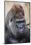 Western Gorilla in a zoo-Adam Jones-Mounted Photographic Print