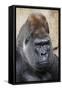 Western Gorilla in a zoo-Adam Jones-Framed Stretched Canvas