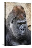 Western Gorilla in a zoo-Adam Jones-Stretched Canvas