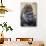 Western Gorilla in a zoo-Adam Jones-Photographic Print displayed on a wall